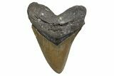 Serrated, Fossil Megalodon Tooth - North Carolina #345663-1